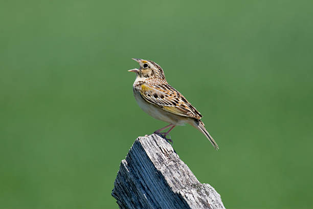 Grasshopper Sparrow (Ammodramus savannarum) Singing From a Fencepost A closeup of a colorful Grasshopper Sparrow (Ammodramus savannarum) singing from a wooden fence post against a muted green background.  Plenty of copy space. sparrow photos stock pictures, royalty-free photos & images