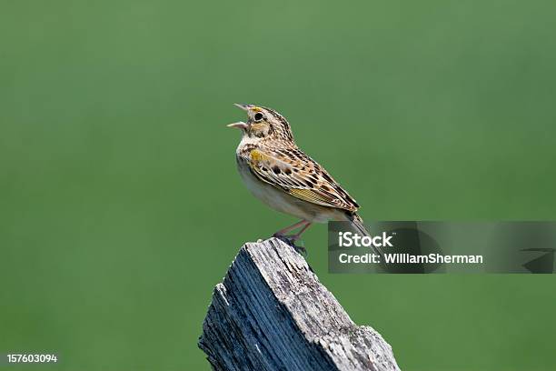 Grasshopper Sparrow Singing From A Fencepost Stock Photo - Download Image Now
