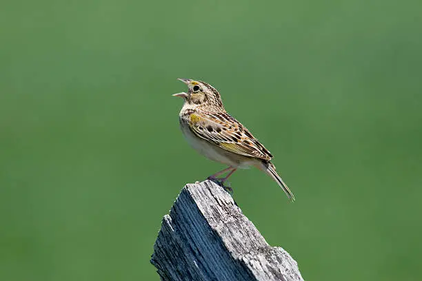 A closeup of a colorful Grasshopper Sparrow (Ammodramus savannarum) singing from a wooden fence post against a muted green background.  Plenty of copy space.