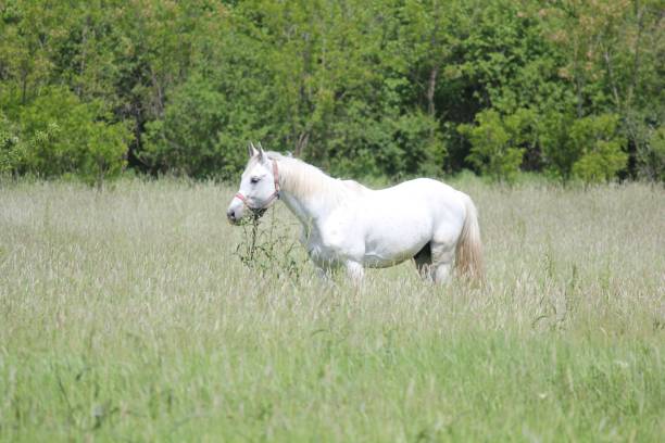 istock White horse stands in lush meadow surrounded by tall grass and trees. 1576032023