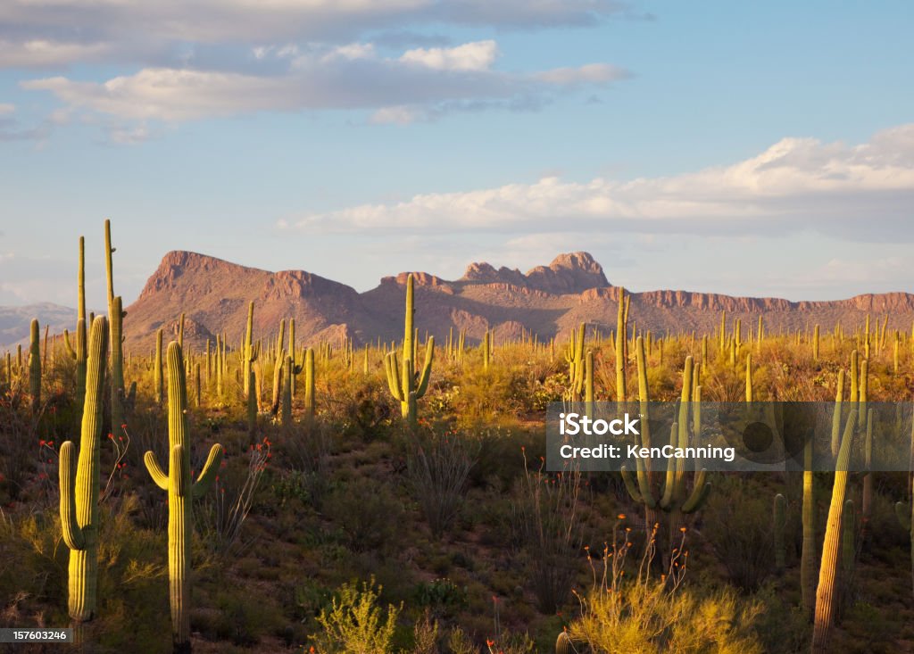 Saguaro кактусы и горы пустыне - Стоковые фото Национальный монумент Сагуаро роялти-фри