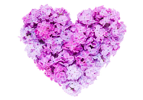 Heart shape made of magenta lilac flowers isolated on white background.