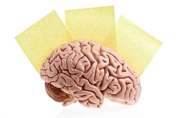 Going Blank A life size human brain on a white background, with three pieces of paper for your message. Available in XXXLarge.PLEASE CLICK HERE FOR MORE BRAINS. neuropsychology stock pictures, royalty-free photos & images