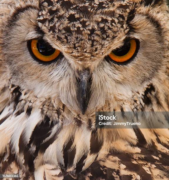 Owl Face Closeup Stockfoto en meer beelden van Uil - Uil, Velduil, Amerikaanse oehoe