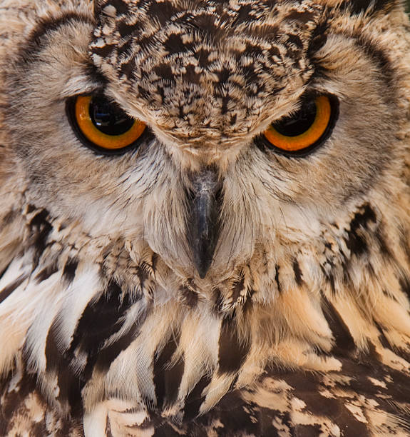 Owl face closeup. stock photo