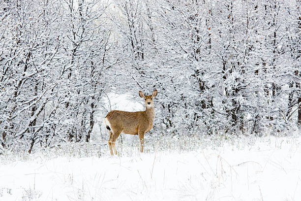 istock Colorado Mule Deer in Rocky Mountain Wintertime Snow 157603495