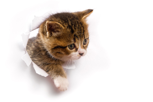 kitten look out from holed paper - isolated on the white