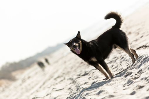 mixed-breed dog on the sea beach
