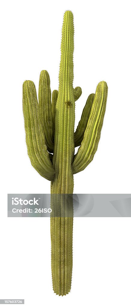 Cactus arbre isolé sur fond blanc pur (XXXL - Photo de Cactus libre de droits
