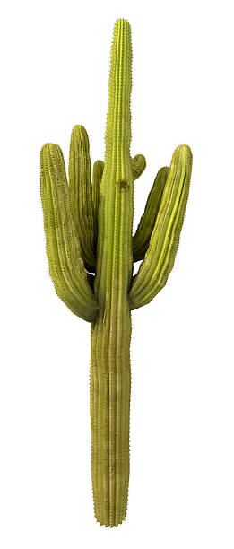 Cactus Tree Isolated on Pure White Background (XXXL) High Resolution Cactus (Carnegiea Gigantea) Tree Render, 3D Image.  saguaro cactus stock pictures, royalty-free photos & images