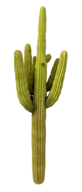 cactus tree isolated on pure white background (xxxl) - saguaro kaktüsü stok fotoğraflar ve resimler