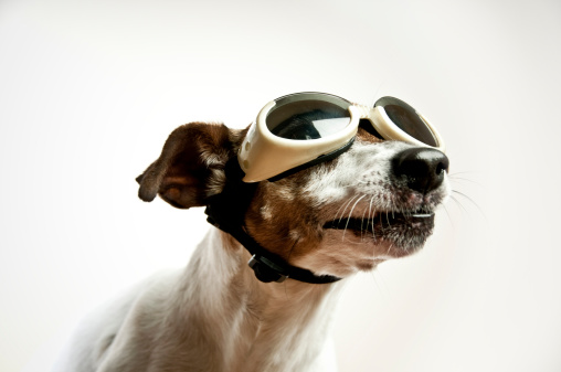 Dog with Sunglasses, focus on sunglasses and eye