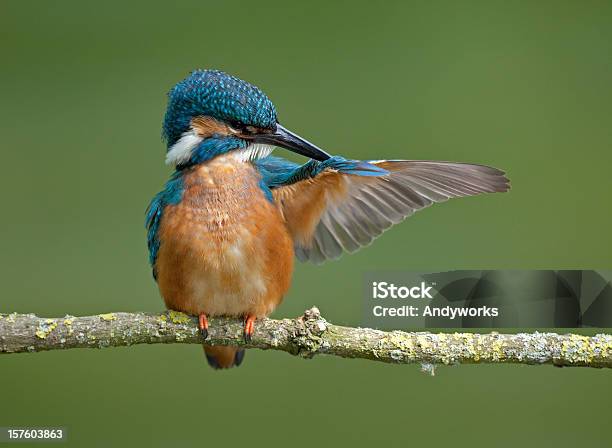 Common Eisvogel Alcedo Atthis Stockfoto und mehr Bilder von Eisvogel - Eisvogel, Ast - Pflanzenbestandteil, Aufgefächert