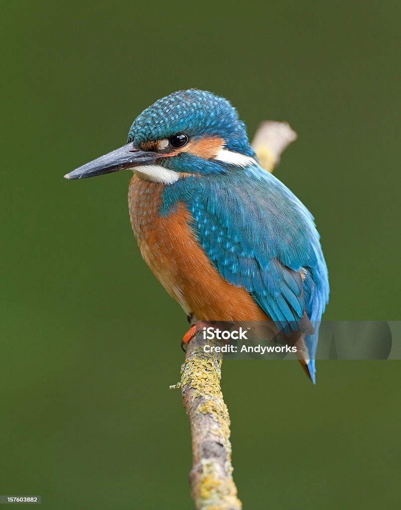 Common Eisvogel (Alcedo atthis - Lizenzfrei Ast - Pflanzenbestandteil Stock-Foto