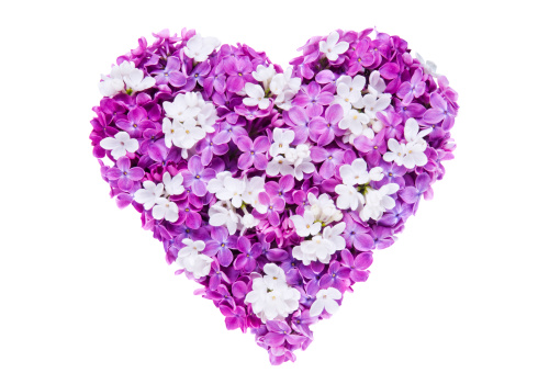 Heart made of lilac flowers isolated on white background.