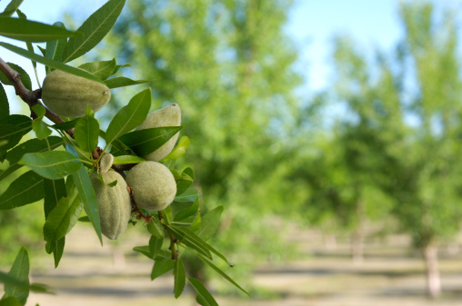 Close-up of ripening almond (Prunus dulcis) fruit growing in clusters in one tree in a central California orchard.