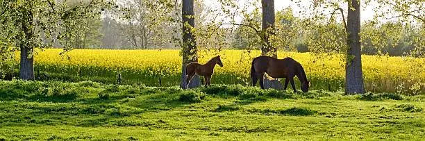 Photo of two horses in a green field with trees