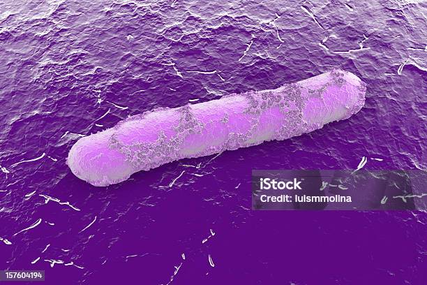 Salmonella - Fotografie stock e altre immagini di Spia - Spia, Bacillus subtilis, Batterio