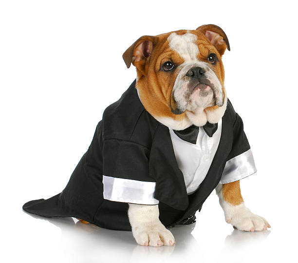 fancy dog english bulldog wearing black tuxedo and tails on white background dog tuxedo stock pictures, royalty-free photos & images