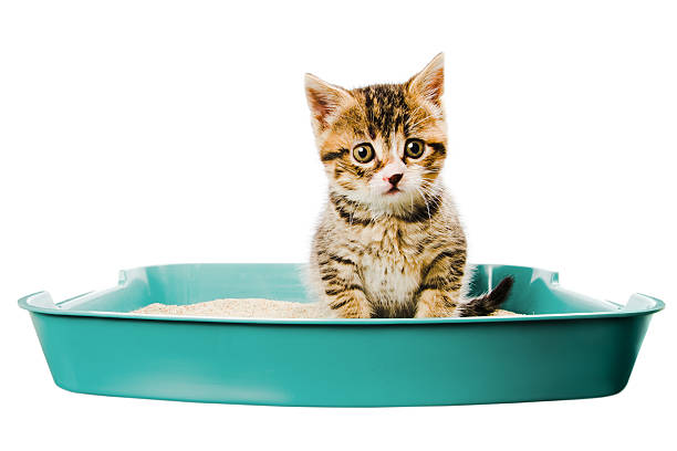 kitten in the litterbox stock photo