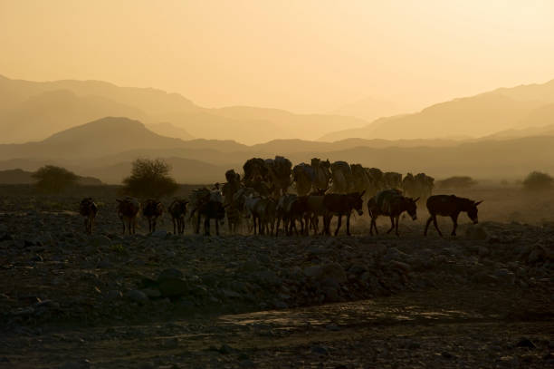 верблюд caravan на закате, danakil пустыня, эфиопия - animal africa ethiopia mule стоковые фото и изображения