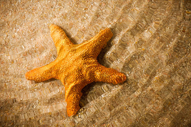 étoile de mer sous l'eau - costa de la luz photos et images de collection