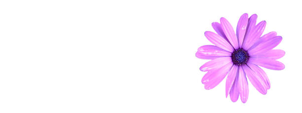 istock Top view of purple daisy flower isolated on white background with copy space header design. 1576048130