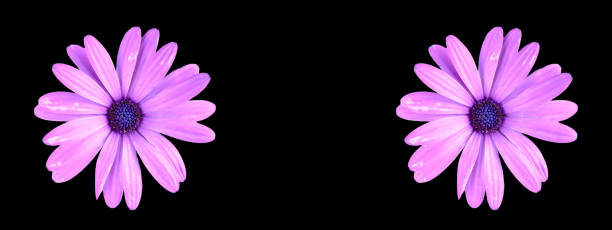 Purple color African daisy flowers isolated on black background header design. Top view of flat lay pink daisies for web banner idea.
