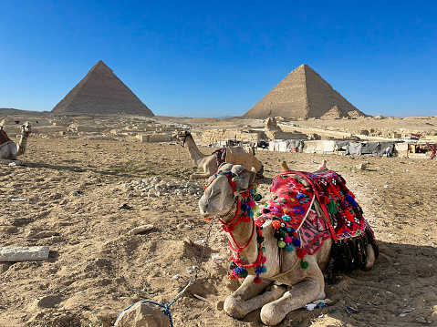 Cairo, Egypt. May 17, 2021: Many camels and Bedouins rest on the sand in the desert in Africa against the backdrop of the great pyramid. Camels for riding tourists.