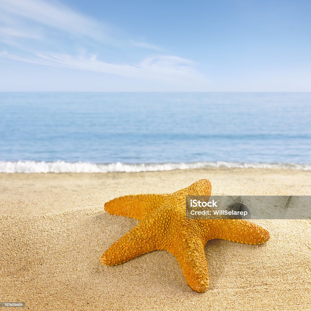 Étoile de mer sur la plage de la côte - Photo de Étoile de mer libre de droits