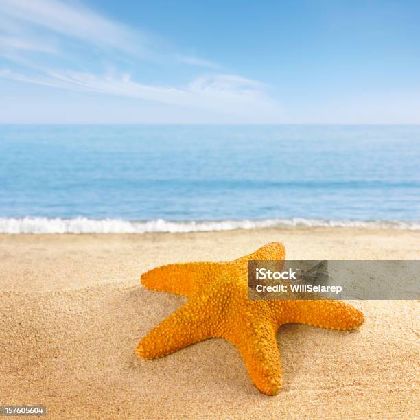 Photo libre de droit de Étoile De Mer Sur La Plage De La Côte banque d'images et plus d'images libres de droit de Étoile de mer - Étoile de mer, Bleu, Mer