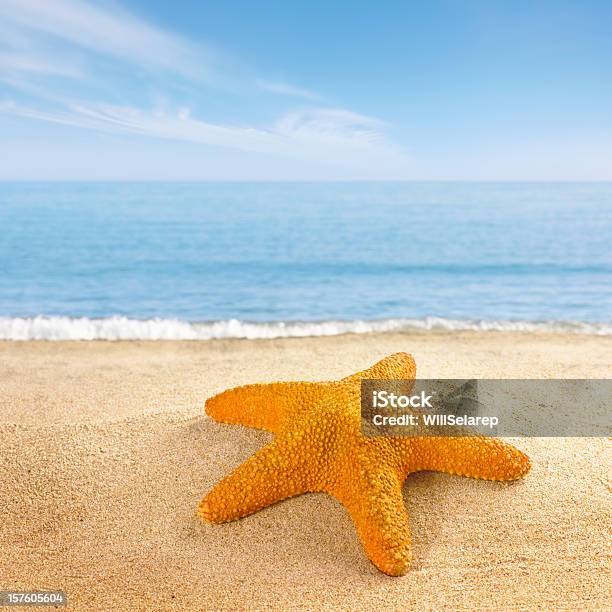 Estreladomar Na Costa De Praia - Fotografias de stock e mais imagens de Estrela-do-mar - Estrela-do-mar, Azul, Mar