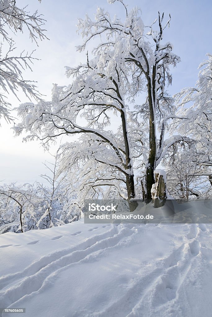 Winter-Landschaften mit Schnee bedeckten Weihnachtsbaum und Fußabdrücke im Schnee (XXL - Lizenzfrei Baum Stock-Foto