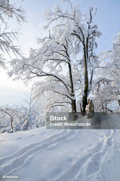 Winterlandschaften Mit Schnee Bedeckten Weihnachtsbaum Und Fußabdrücke Im Schnee Xxl Stockfoto und mehr Bilder von Baum