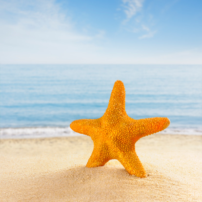 Starfish on the sand at the beach shore - This image can be used on a horizontal or vertical composition