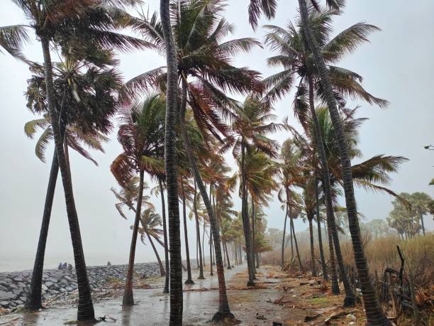 istock Scenic view of palm trees swaying gracefully on a windswept beach 1576059660