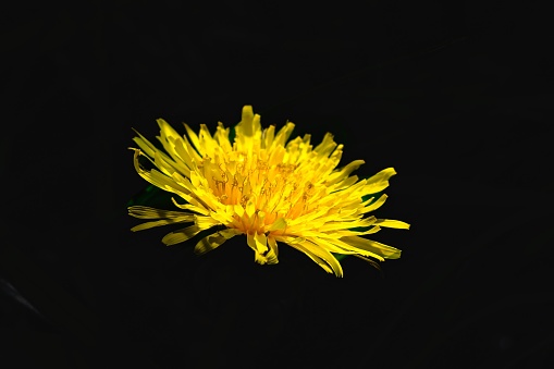 A vibrant yellow dandelion resting against a black background illuminated by the sunlight