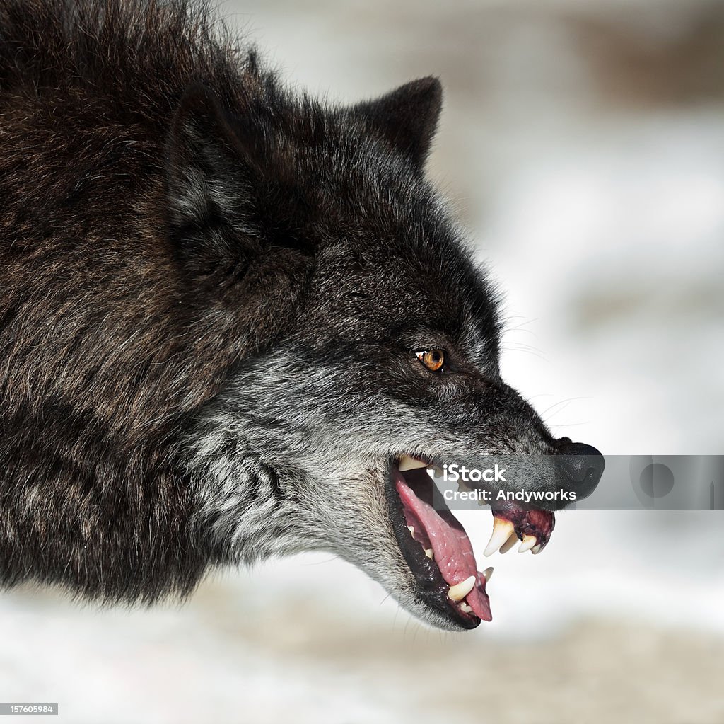 Knurren Schwarz Wolf - Lizenzfrei Wolf Stock-Foto