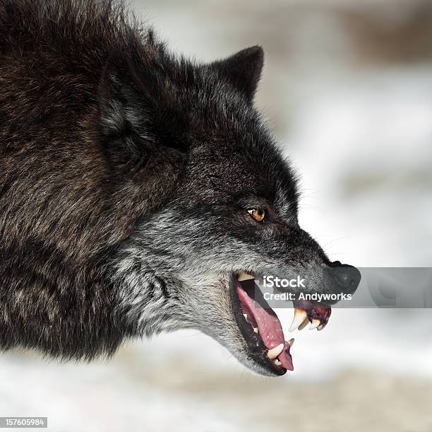 Knurren Schwarz Wolf Stockfoto und mehr Bilder von Wolf - Wolf, Aggression, Knurren