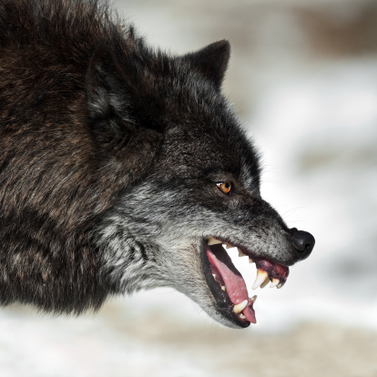 Gruñir negro Wolf photo