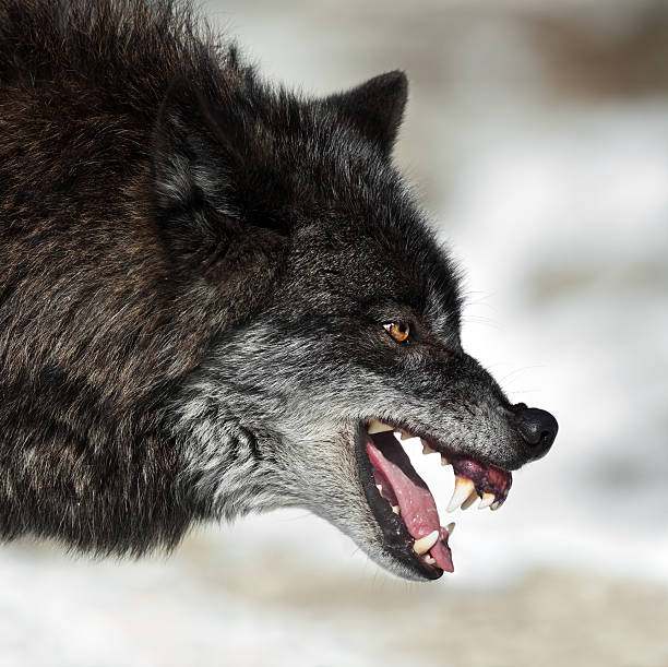 Snarling Black Wolf Snarling black wolf in winter. animal mouth stock pictures, royalty-free photos & images