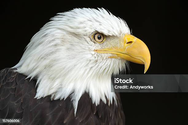 Wunderschöne Bald Eagle Xxxl Stockfoto und mehr Bilder von Adler
