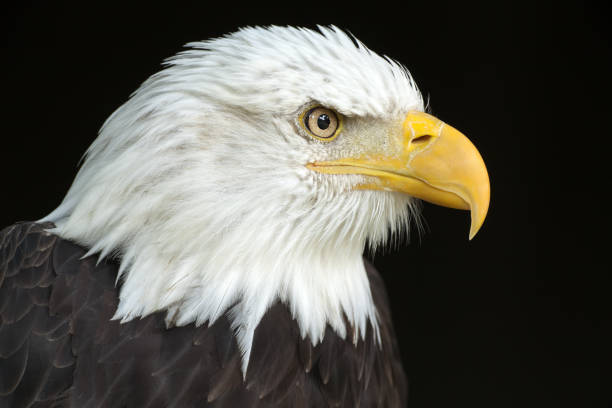 istock A close-up of the head of a bald eagle 157606006