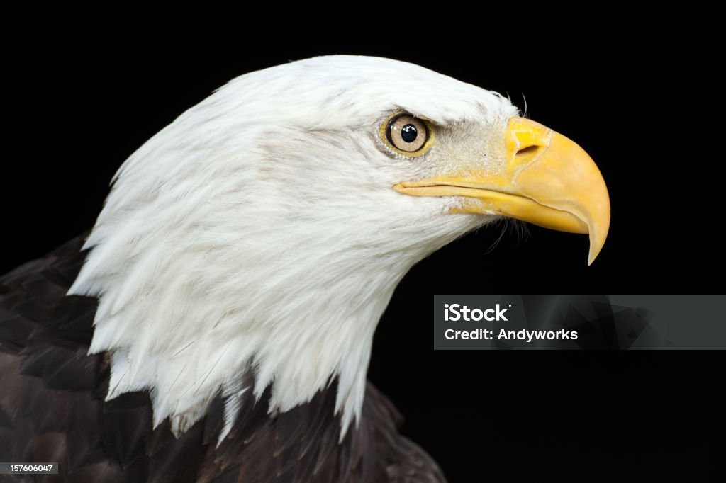 Wunderschöne Bald Eagle (Haliaeetus leucocephalus) XXXL - Lizenzfrei Adler Stock-Foto