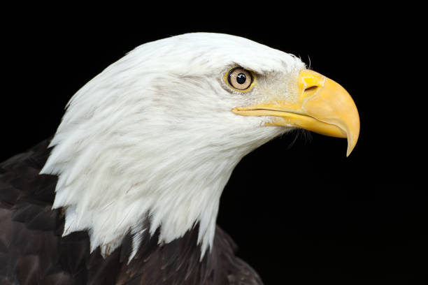 istock Beautiful Bald Eagle (Haliaeetus leucocephalus) XXXL 157606047