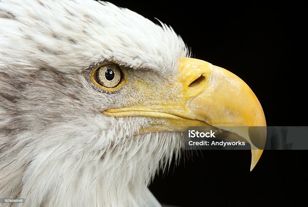 Weißkopfseeadler Nahaufnahme - Lizenzfrei Adler Stock-Foto