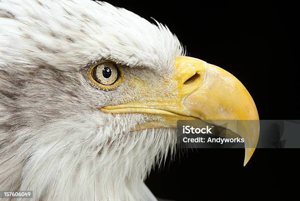 Weißkopfseeadler Nahaufnahme Stockfoto und mehr Bilder von Adler - Adler, Makrofotografie, Weißkopfseeadler