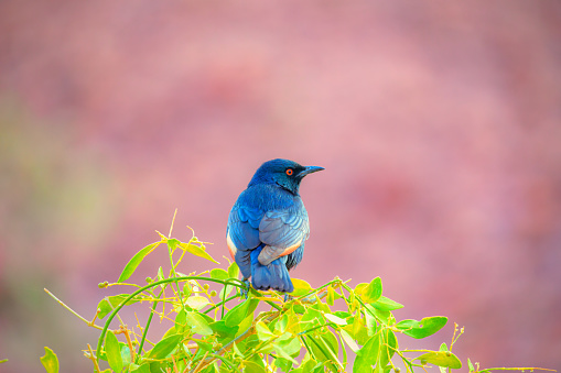 Cape starling (Lamprotornis nitens) sitting on a tree branch in Namibia