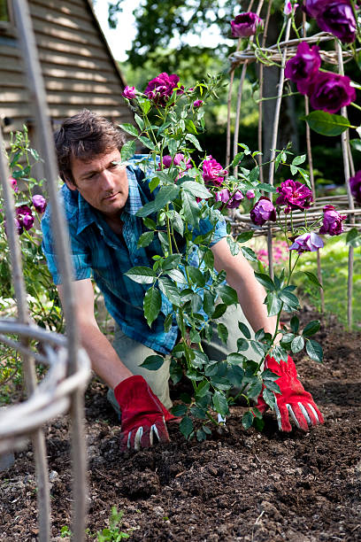 Gardener Planting Purple Rose Bush in Flower Bed stock photo