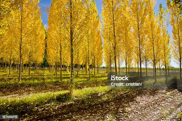 Дерево Из Poplars — стоковые фотографии и другие картинки Аргентина - Аргентина, Бревно, Горизонтальный